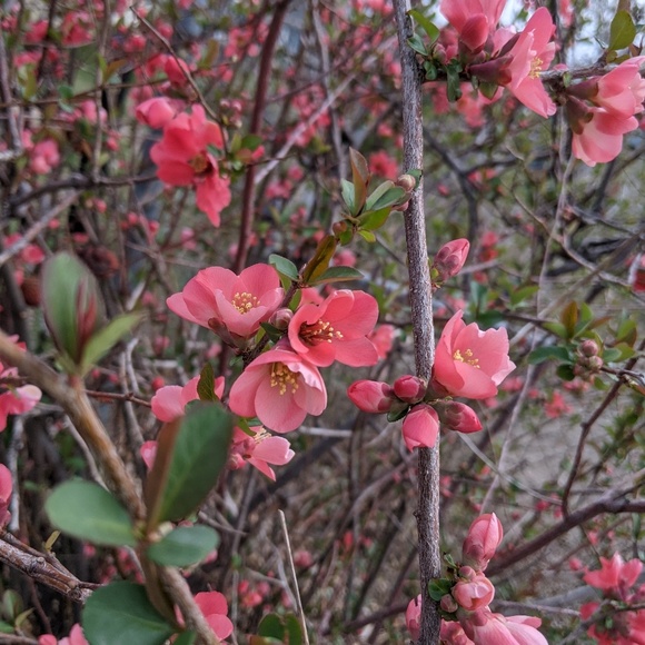 Meet your Posher, Isa - Picture 1 of 1